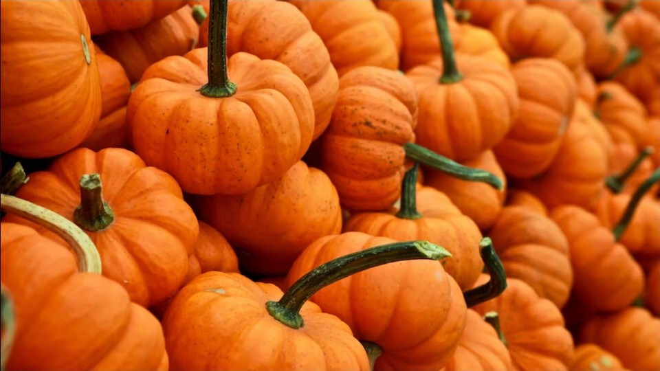 tourism Pumpkins Galore