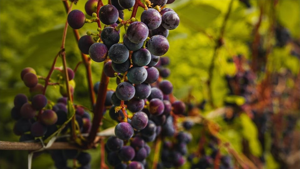 wineries Augusta, MO Wineries